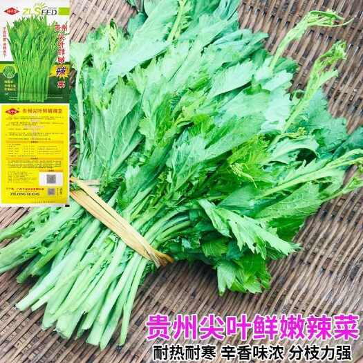 广州贵州尖叶鲜嫩冲鼻辣菜种子冲菜芽芽菜下饭菜芥菜苔菜种籽蔬菜种子