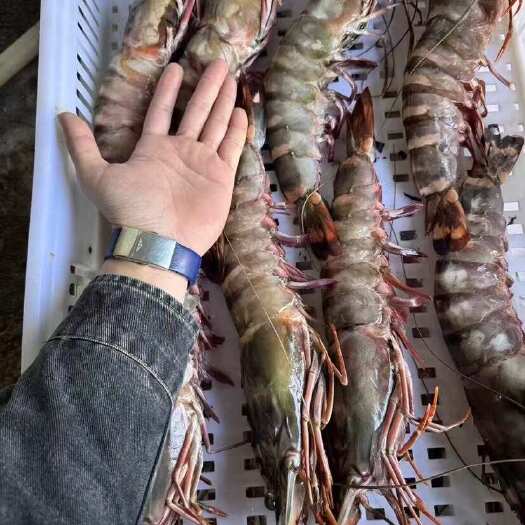 东山县深海大红爪虾黑虎虾斑节虾鬼虾竹节虾红魔虾新鲜活冻餐厅酒店供应