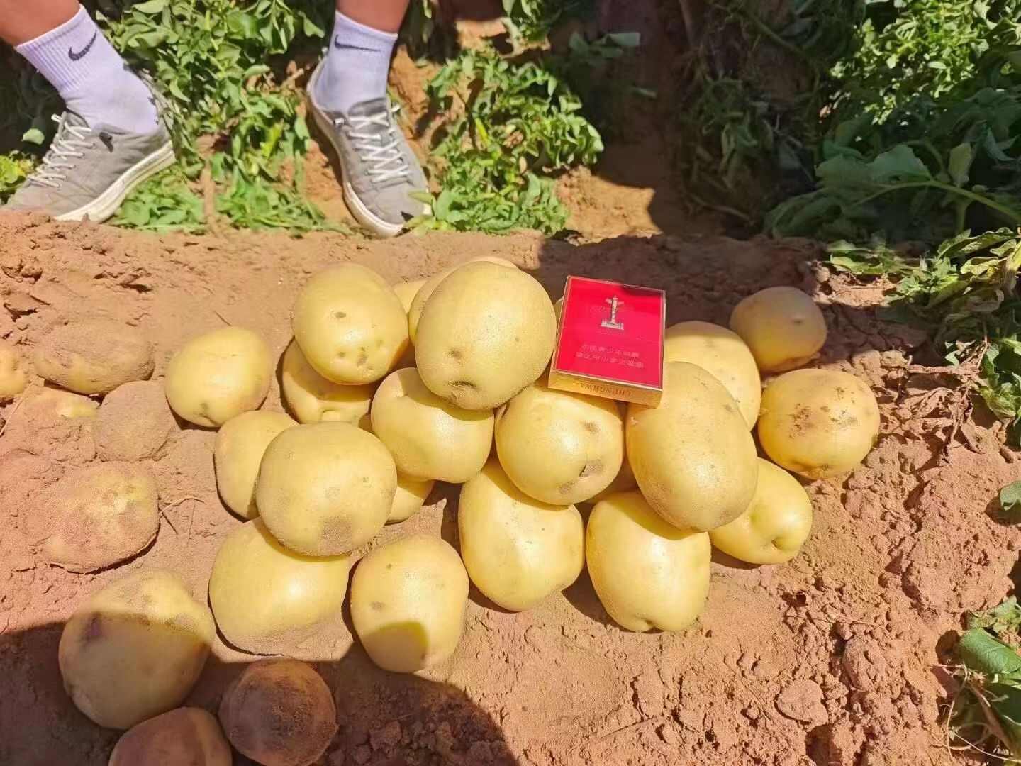 陕北榆林沙漠土豆 产地直供 全国发货