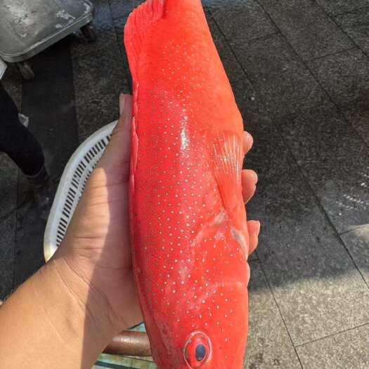 东星斑