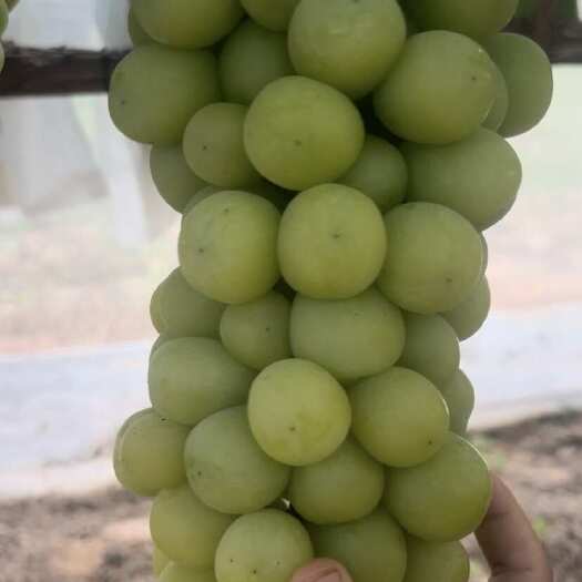 夏邑县新鲜大棚 种植，精品阳光玫瑰