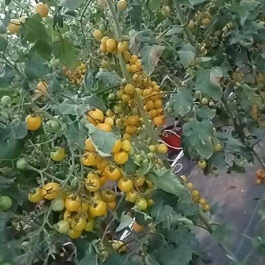 黄圣女果