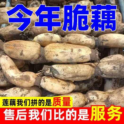 【福建本地粉藕】煲汤莲藕早季拉丝自然上绣新鲜现挖带泥莲藕批发