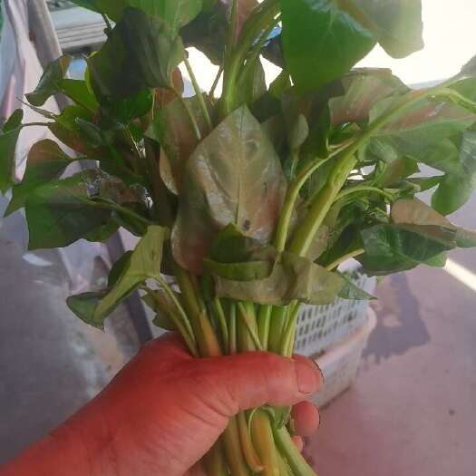 成都种苗。重庆市涪陵区龙潭镇种植场