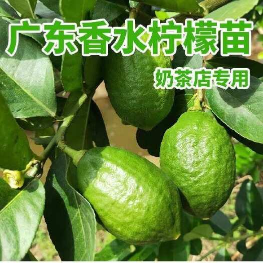 灵山县广东香水柠檬果树苗嫁接四季无籽奶茶店手打柠檬盆地栽当年结果