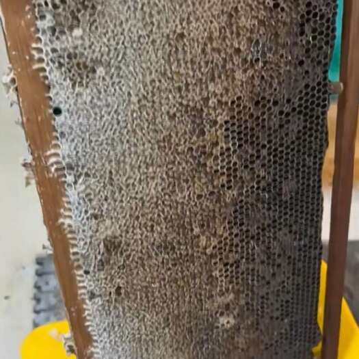 邹平市蜂蜜，成熟百花蜜，波美度42，水分17，欢迎实地看验洽谈！