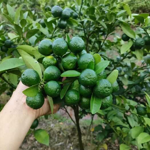 灵山县青金桔