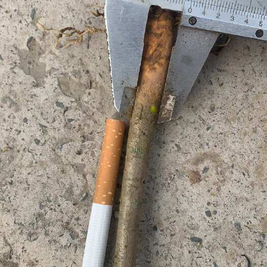 桑植县2025当年黄柏苗各种规格