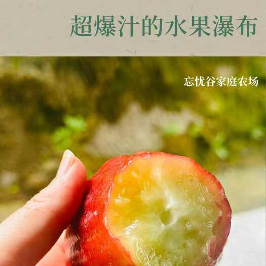 黑金刚莲雾 福建漳州长泰区直发 新鲜热带水果