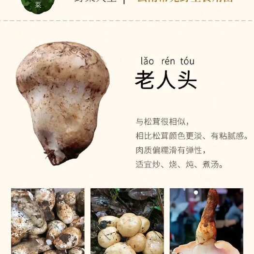 香格里拉老人头菌
