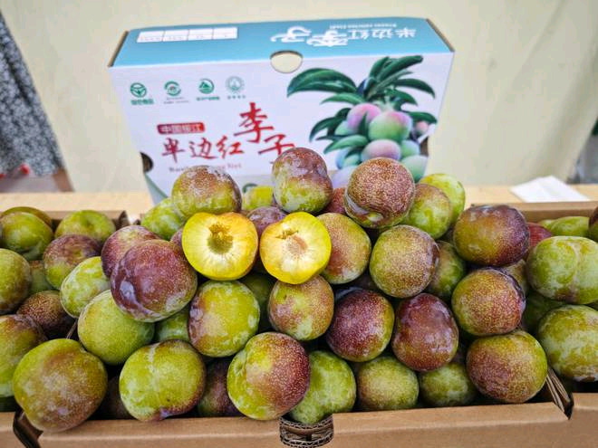 绥江县半边红李子 云南人的待客之道