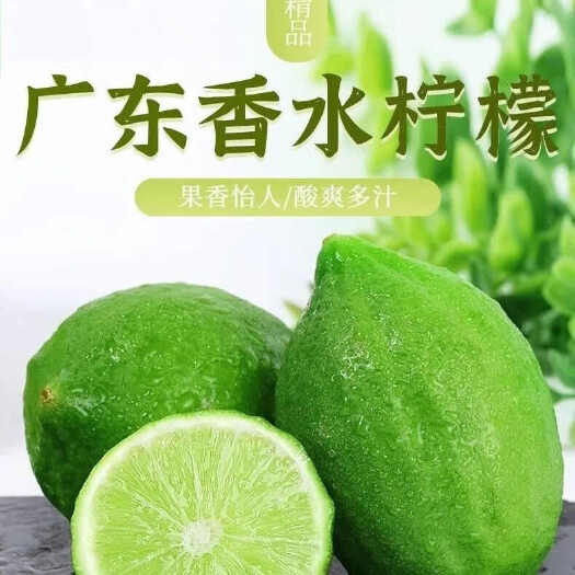 藤县广东香水柠檬无籽一级青果包邮奶茶店专用果园自销
