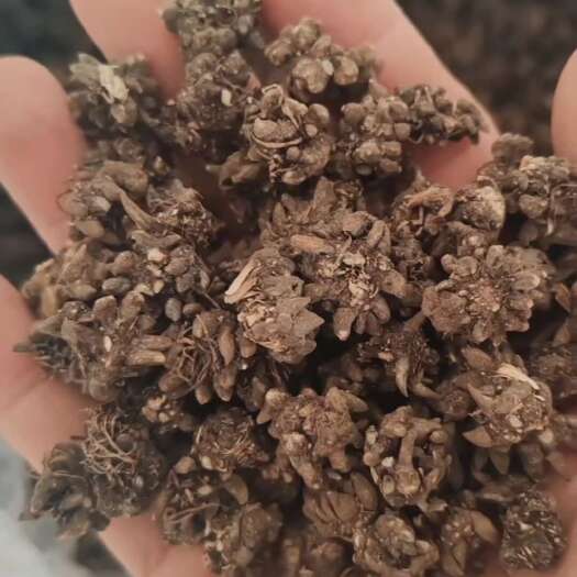 光山县中号尖猫爪，水洗2遍，过筛货，品相好。