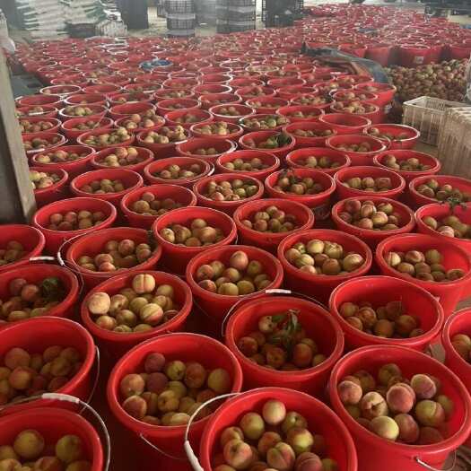 枣阳市大量红桃急售20万斤，需要抓紧