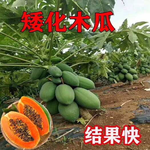 灵山县矮化木瓜苗红心木瓜超矮水果南方种植木瓜苗矮化木瓜树苗当年结果