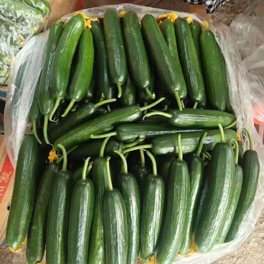新绛县山西运城新绛县水果黄瓜 新鲜直供蔬菜瓜菜类