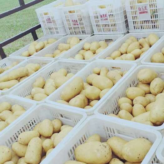 新土豆荷兰沃土希森上市产地一手货源并有专业团队为你服务