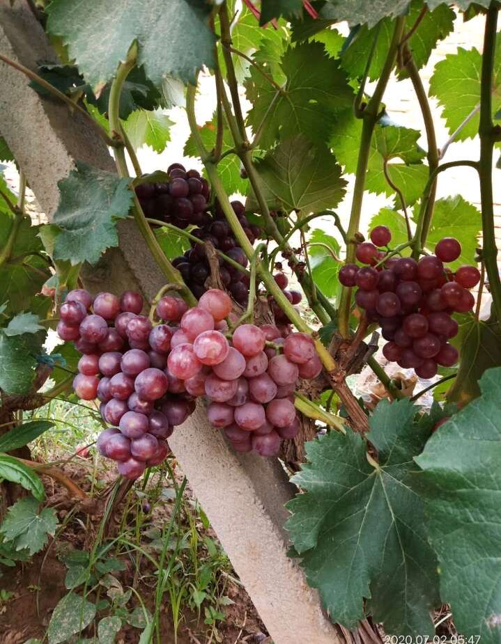 精品京亚葡萄大量上市，口感鲜甜无酸口，现摘现发，质量无忧