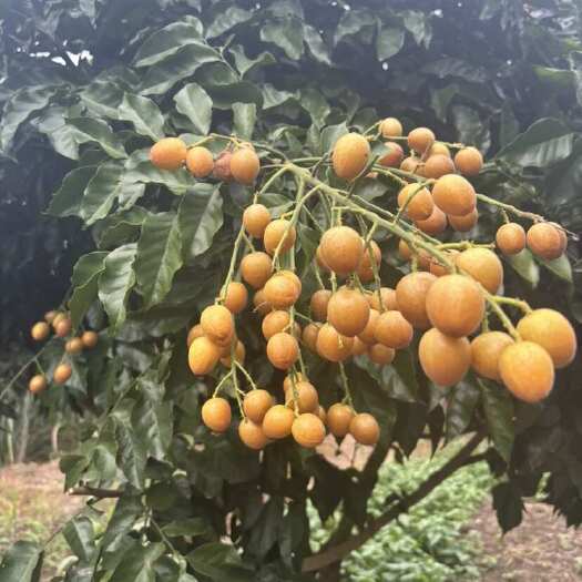 黑金刚黄皮果汁水超甜品质嘎嘎好有需要的可以来合作大量有
