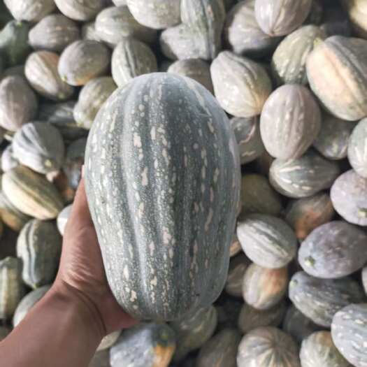 新野县QQ南瓜