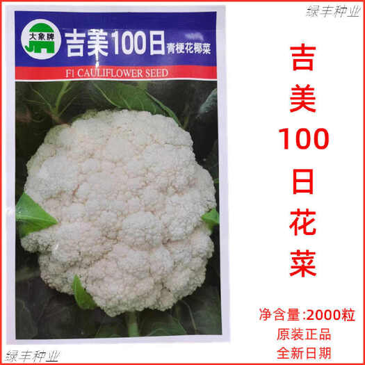 吉美100天青梗花椰菜种子松花菜晚熟耐寒秋冬季蔬菜种孑