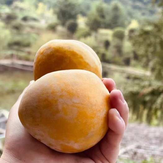 灵川县桂林高山黄金奈李