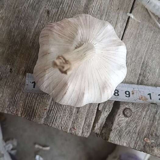 睢宁县江苏徐州睢宁产地直供新鲜大蒜葱姜蒜类蔬菜批发