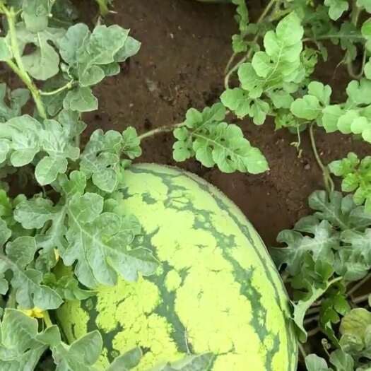 包头西瓜