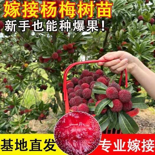 灵山县东魁杨梅树苗正品嫁接大果黑炭杨梅苗南北方耐寒盆地载带土叶