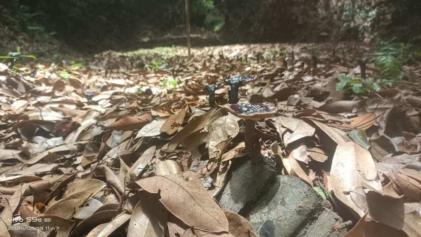 安远县灵芝生长过程分四个阶段:出灵期，成长期，成熟期和喷粉期。现