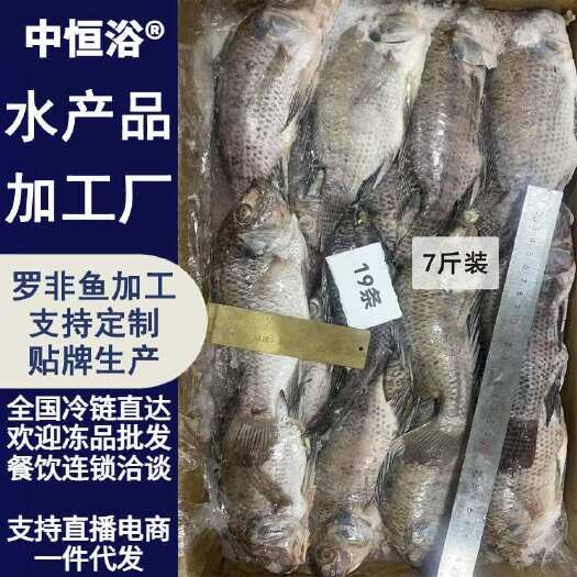 东山县新鲜加工三去罗非鱼 7斤装去鳞去鳃去内脏商业速冻水产冻品批发