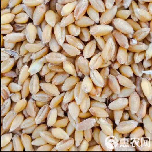 甘肃天水新小麦  水分13左右  颗粒饱满  色泽亮丽