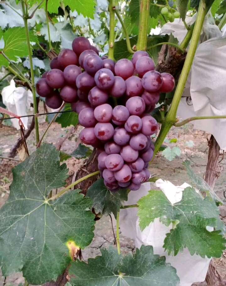 精品京亚葡萄大量上市，口感鲜甜无酸口，现摘现发，质量无忧
