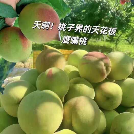 翁源县翁源鹰嘴桃中果  新鲜采摘  现摘现卖