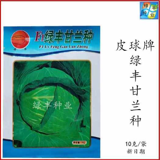 三明皮球 绿丰甘蓝种子 高扁圆形包菜种绿丰甘兰种良种春秋季蔬菜种