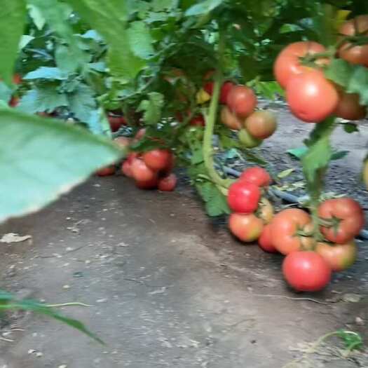 硬粉西红柿，产地，