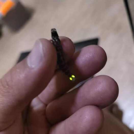 水生雷氏萤幼虫，货量充足