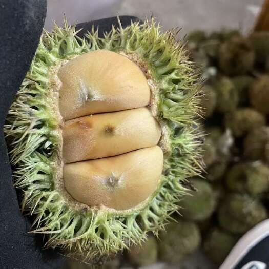 通城县新鲜板栗带刺球板栗