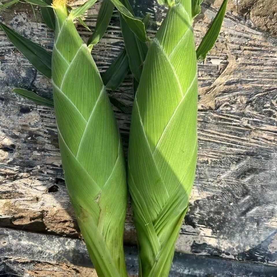 水果玉米太阳花系列玉米