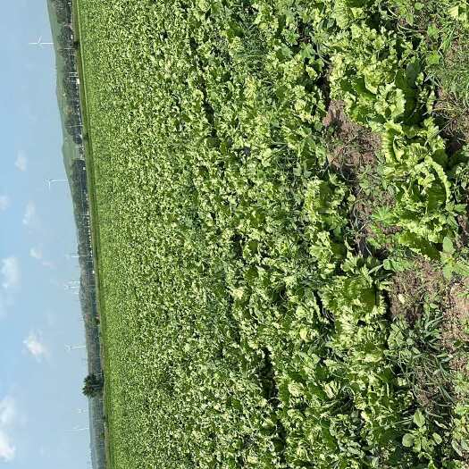 河北张家口沽源县新鲜直发生菜 叶菜类蔬菜批发采购