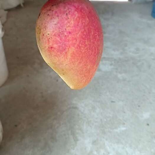 关岭县台芒，金煌芒