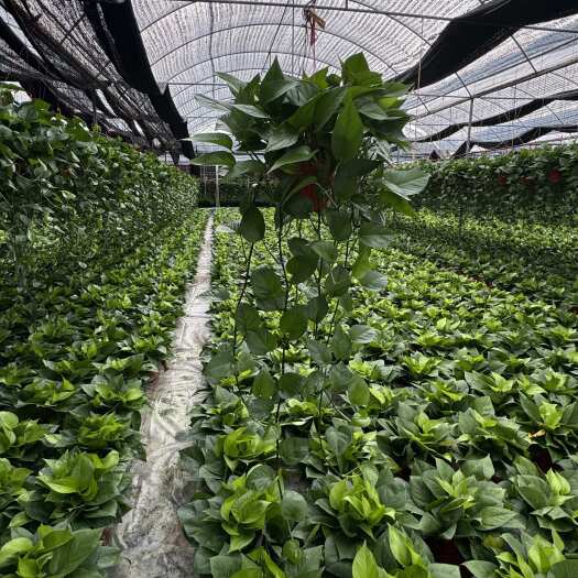 绿萝盆栽 广东广州花都区发货 苗木花草室内绿植