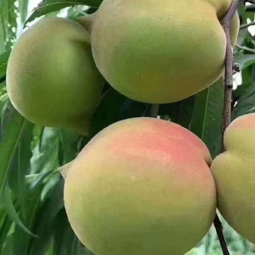 翁源县又甜又脆的鹰嘴桃