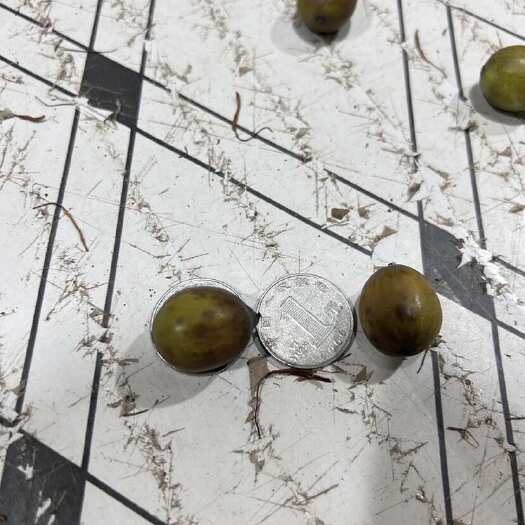 新鲜草莲，量大价优，有兴趣的可以与我联系