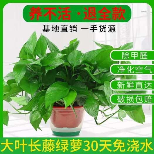 广州室内装饰绿箩