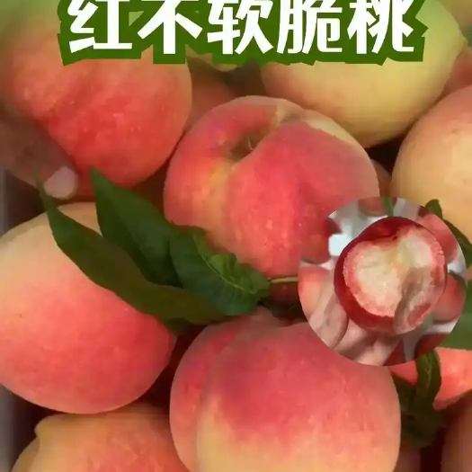 万荣县【脆蜜桃】红不软脆桃新鲜现摘水蜜桃鲜甜多汁脆吃应季水果