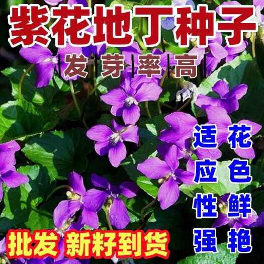 沭阳县紫花地丁种子当季新籽耐寒耐旱多年生地被植物
