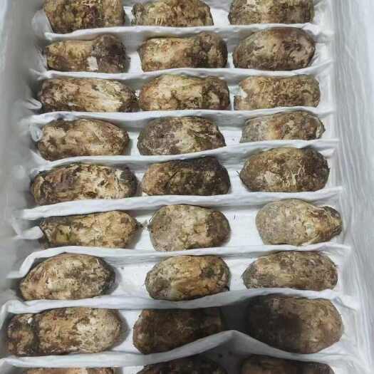 云南优质香格里拉新鲜松茸蔬菜食用菌，松茸目前无法人工培育