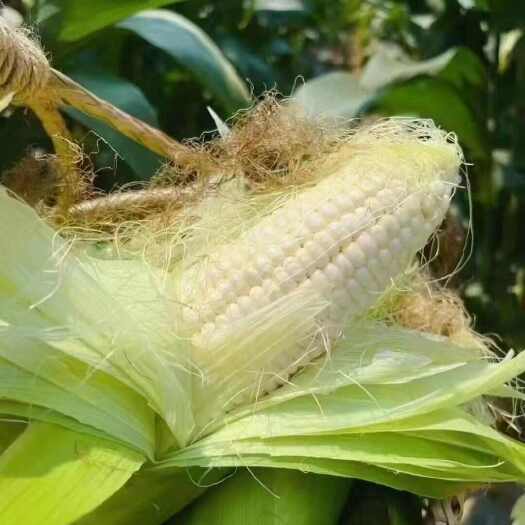 菏泽玉米