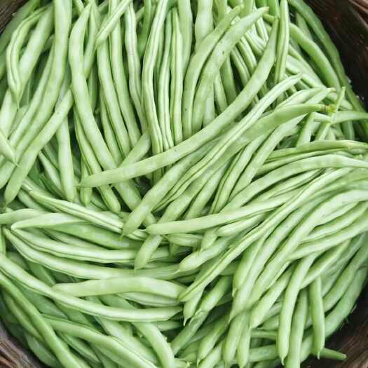 湖北四季豆新鲜蔬菜豆角类直供批发